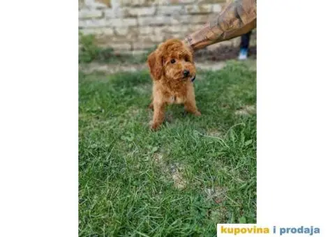 Crvene patuljaste PUDLE u ponudi zenke - 3/3