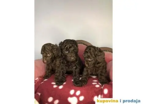 U toku rezervacija braon - čoko PUDLE - 2/8