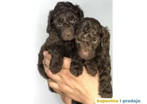 U toku rezervacija braon - čoko PUDLE - 5/8