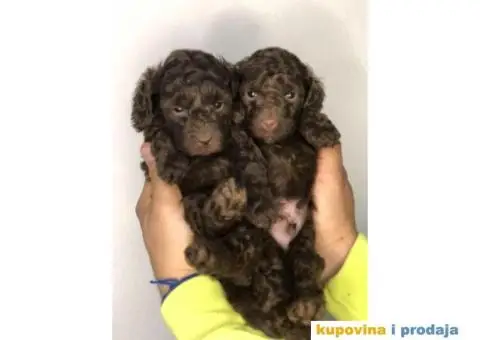 U toku rezervacija braon - čoko PUDLE - 6/8