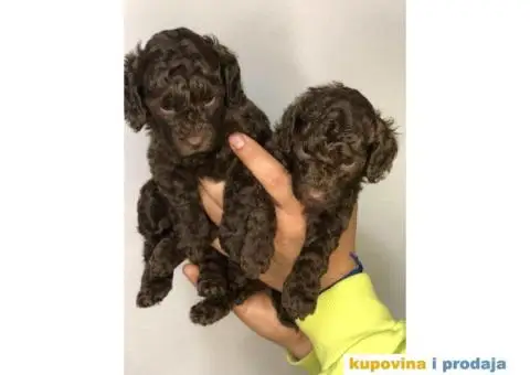U toku rezervacija braon - čoko PUDLE - 7/8