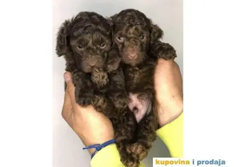 U toku rezervacija braon - čoko PUDLE - 8/8