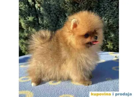 U ponudi stene BOO  pomeranca jako dobrog kvaliteta - 1/10