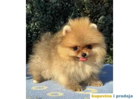 U ponudi stene BOO  pomeranca jako dobrog kvaliteta - 2/10