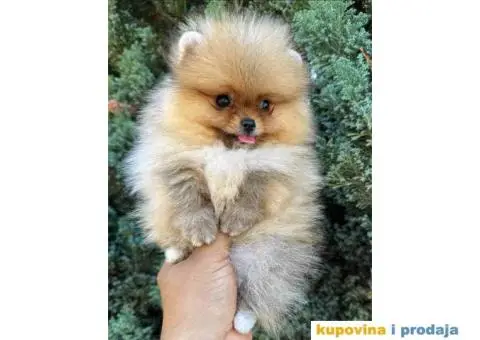 U ponudi stene BOO  pomeranca jako dobrog kvaliteta - 3/10