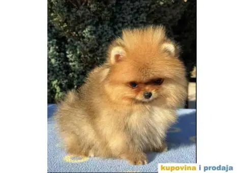 U ponudi stene BOO  pomeranca jako dobrog kvaliteta - 4/10