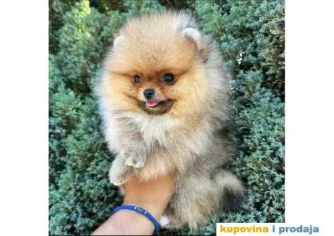 U ponudi stene BOO  pomeranca jako dobrog kvaliteta - 5/10