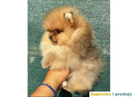 U ponudi stene BOO  pomeranca jako dobrog kvaliteta - 6/10