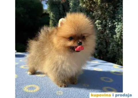 U ponudi stene BOO  pomeranca jako dobrog kvaliteta - 7/10