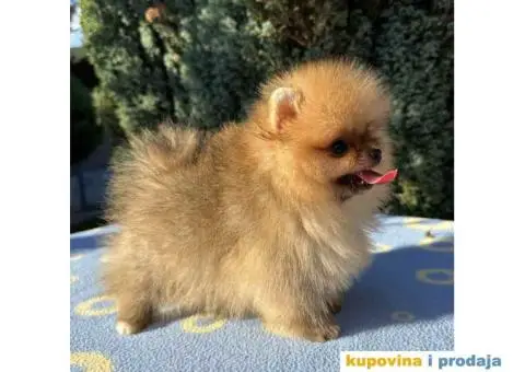 U ponudi stene BOO  pomeranca jako dobrog kvaliteta - 8/10