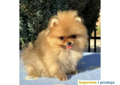 U ponudi stene BOO  pomeranca jako dobrog kvaliteta - 9/10