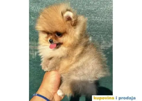 U ponudi stene BOO  pomeranca jako dobrog kvaliteta - 10/10