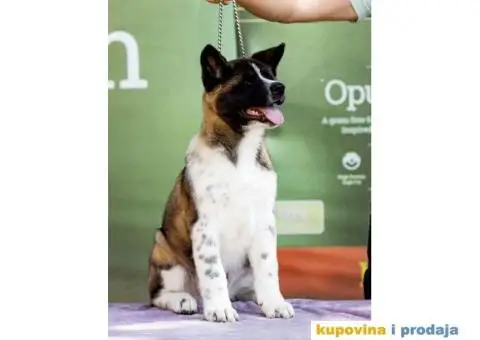 Američka Akita štenci - 2/5