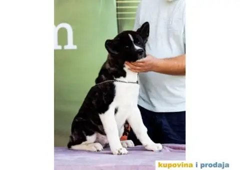 Američka Akita štenci - 4/5