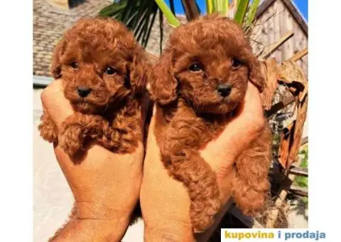 Stenci vrhunskih ToY pudlica samo u pom hash starsu. - 3/6