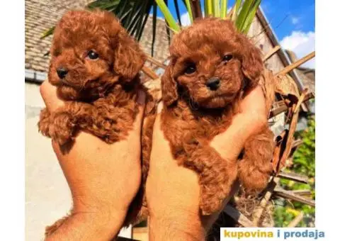 Stenci vrhunskih ToY pudlica samo u pom hash starsu. - 5/6