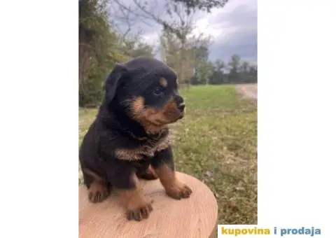 U ponudi stenci rotvajler sa kompletnom dokumentacijom - 1/7