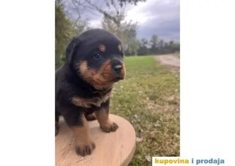 U ponudi stenci rotvajler sa kompletnom dokumentacijom - 2/7