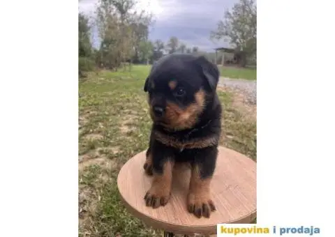 U ponudi stenci rotvajler sa kompletnom dokumentacijom - 3/7