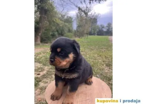 U ponudi stenci rotvajler sa kompletnom dokumentacijom - 4/7