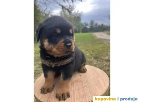 U ponudi stenci rotvajler sa kompletnom dokumentacijom - 5/7