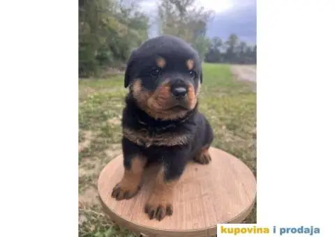 U ponudi stenci rotvajler sa kompletnom dokumentacijom - 6/7