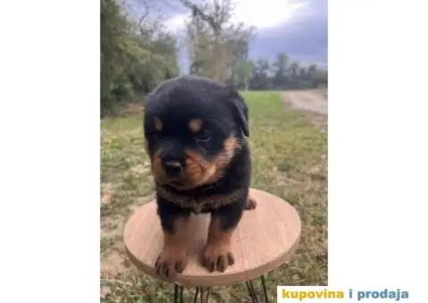 U ponudi stenci rotvajler sa kompletnom dokumentacijom - 7/7