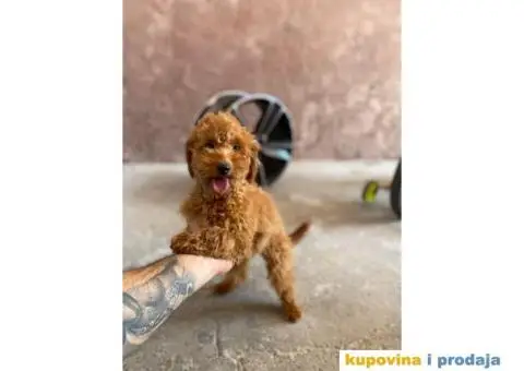 Crvene patuljaste pudle - 1/3