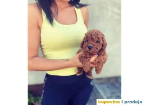 Crvene patuljaste pudle - 2/3