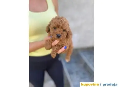 Crvene patuljaste pudle - 3/3