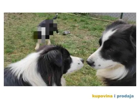 BORDER KOLI vrhunski stenci - 1/8