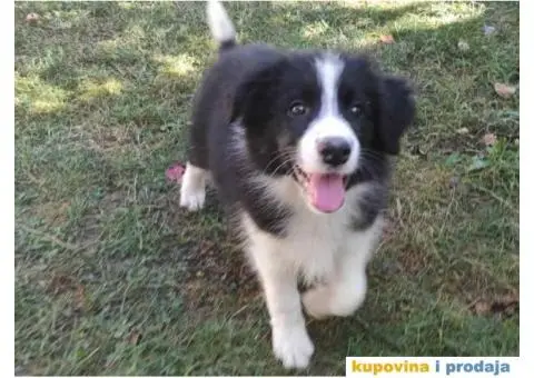 BORDER KOLI vrhunski stenci - 2/8