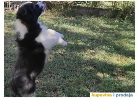 BORDER KOLI vrhunski stenci - 4/8