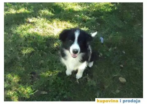 BORDER KOLI vrhunski stenci - 5/8