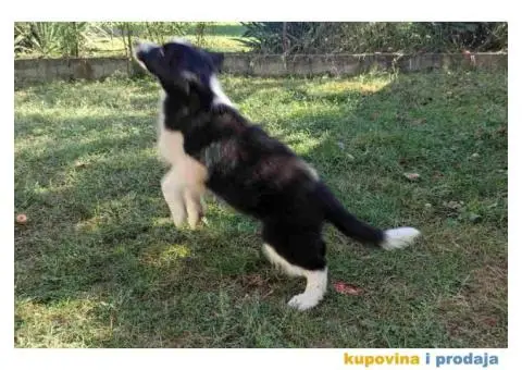 BORDER KOLI vrhunski stenci - 6/8