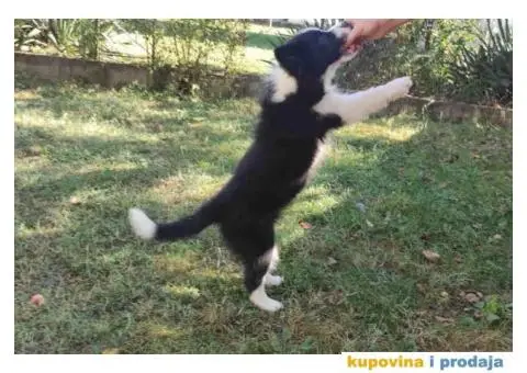 BORDER KOLI vrhunski stenci - 7/8