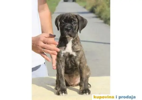 Cane Corso TOP štenci - 1/13