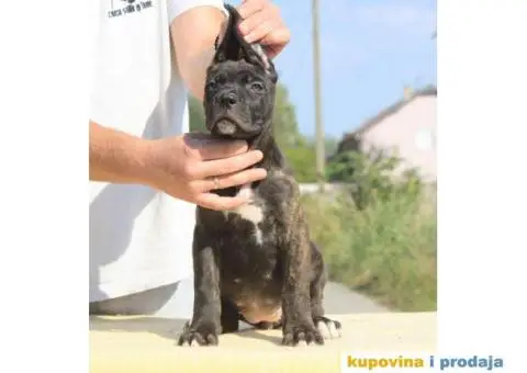 Cane Corso TOP štenci - 2/13