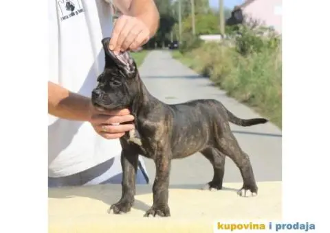 Cane Corso TOP štenci - 3/13