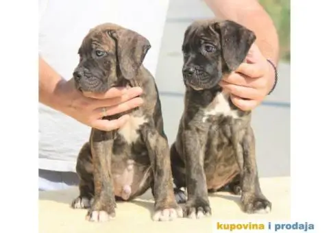 Cane Corso TOP štenci - 4/13