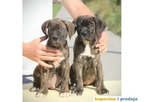 Cane Corso TOP štenci - 5/13