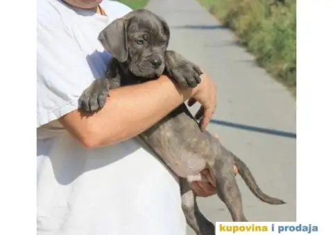 Cane Corso TOP štenci - 6/13