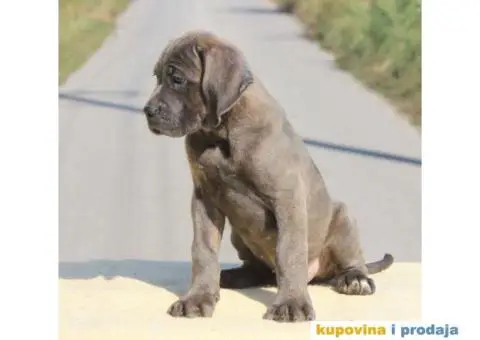 Cane Corso TOP štenci - 7/13