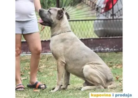 Cane Corso TOP štenci - 8/13