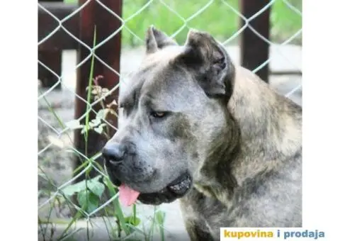 Cane Corso TOP štenci - 9/13