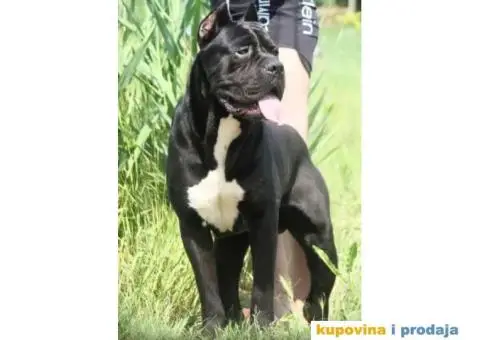 Cane Corso TOP štenci - 10/13