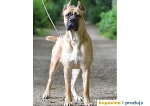 Cane Corso TOP štenci - 11/13
