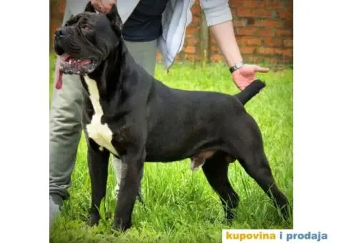 Cane Corso TOP štenci - 12/13