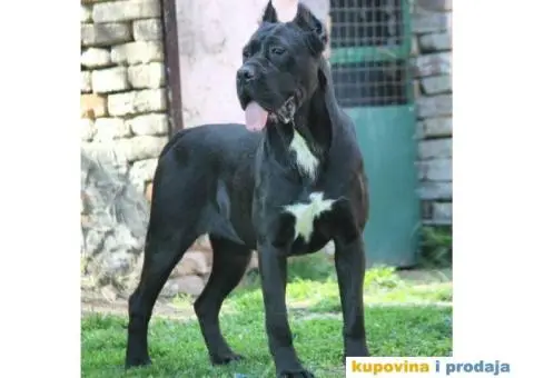 Cane Corso TOP štenci - 13/13