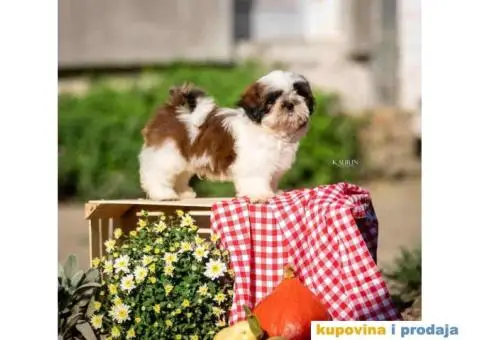 SHIH TZU vrhunski stenci - 1/10